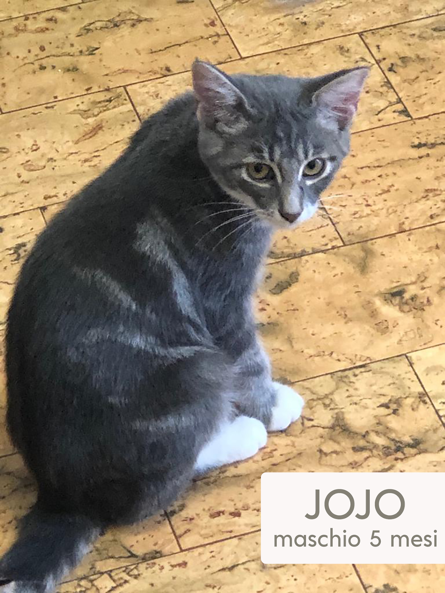 jojo