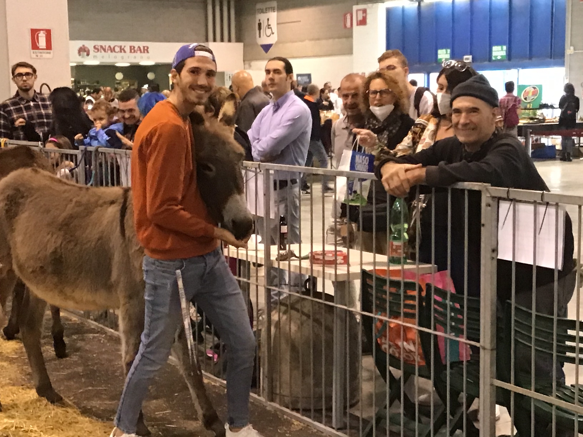 alpaca
