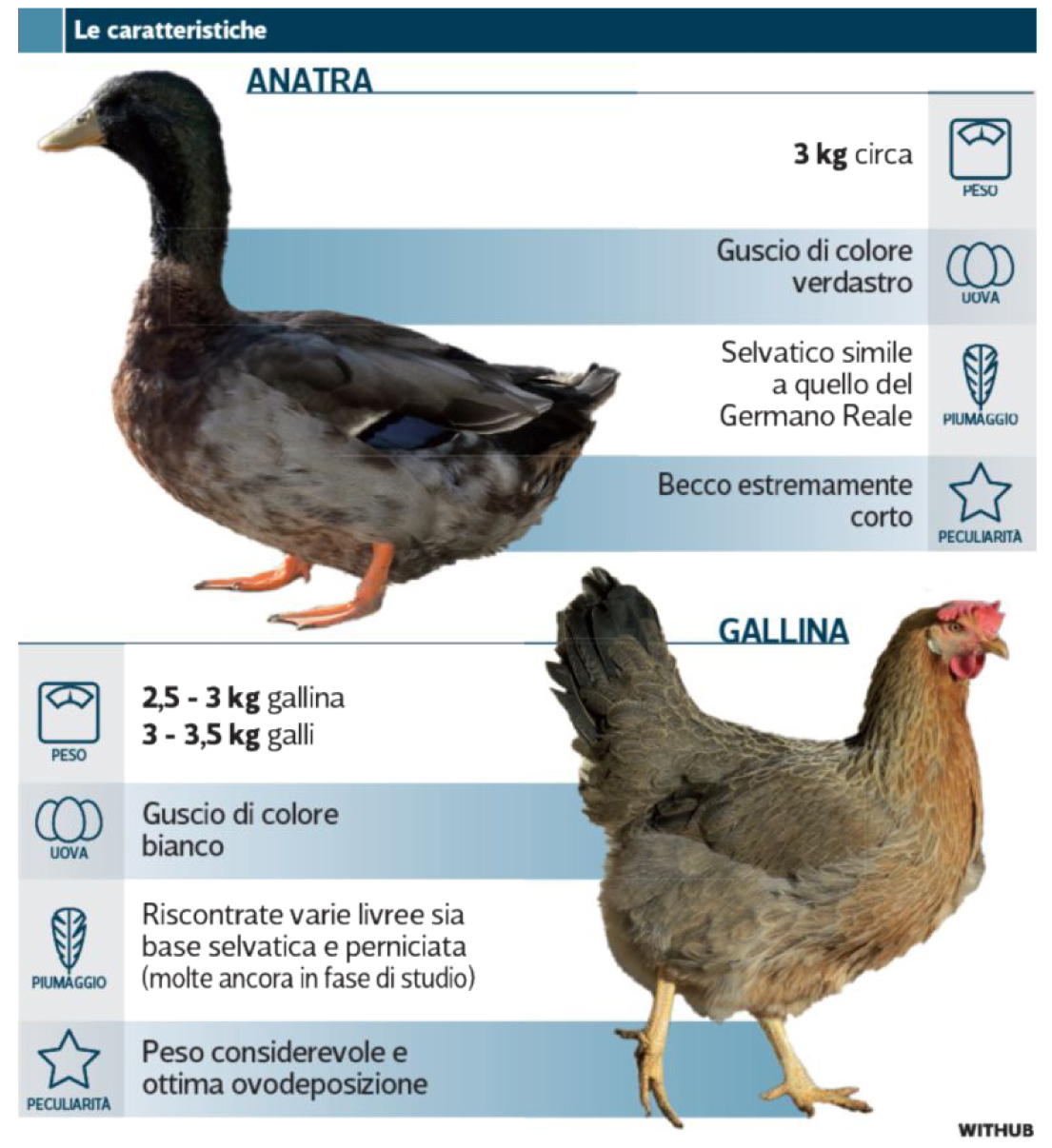 galline
