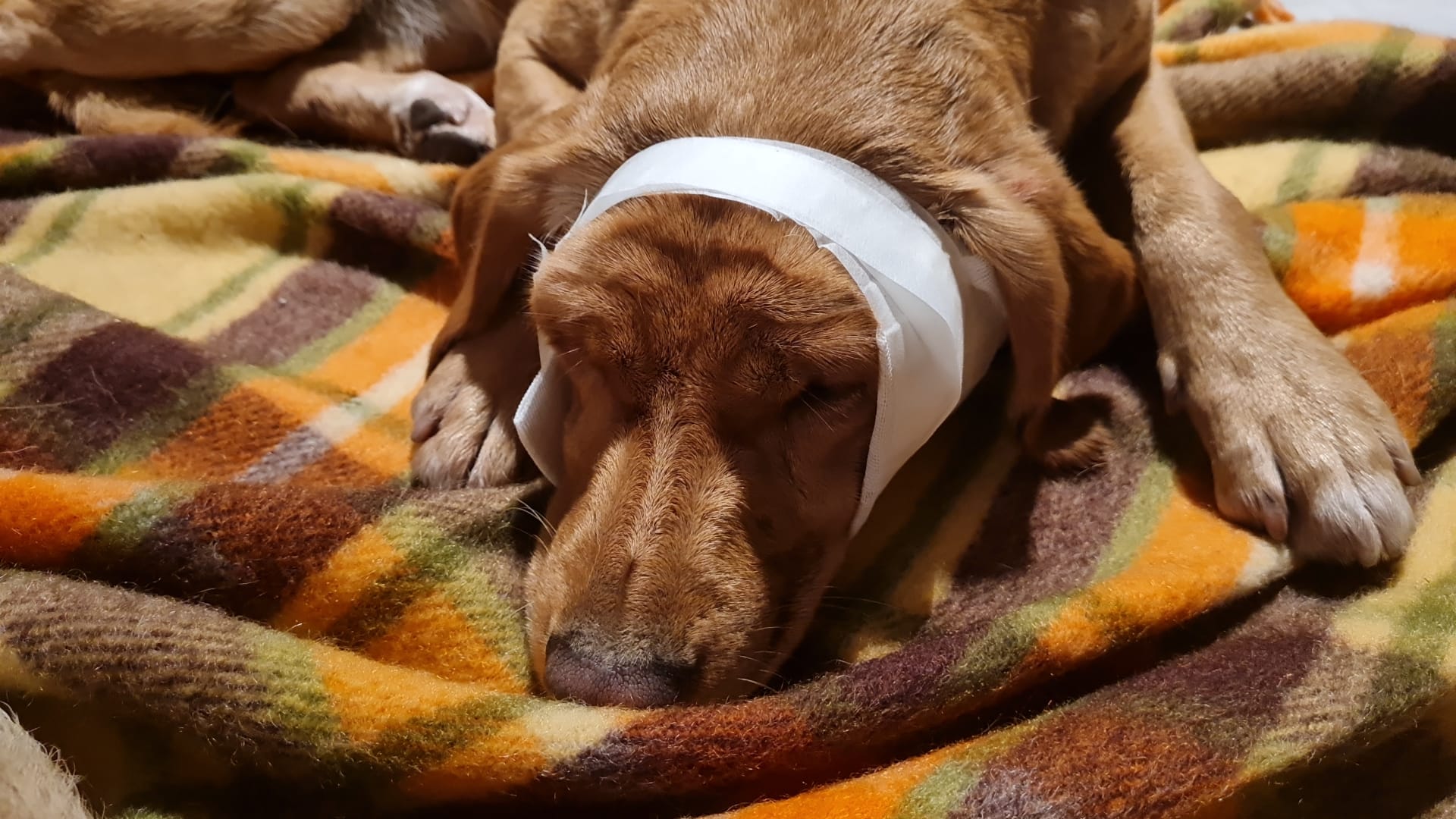 labrador