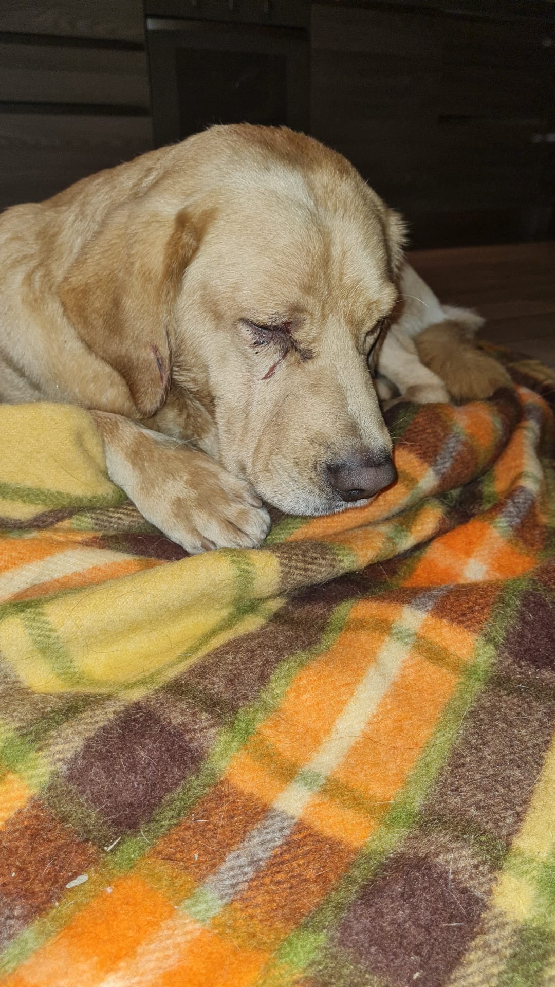 labrador