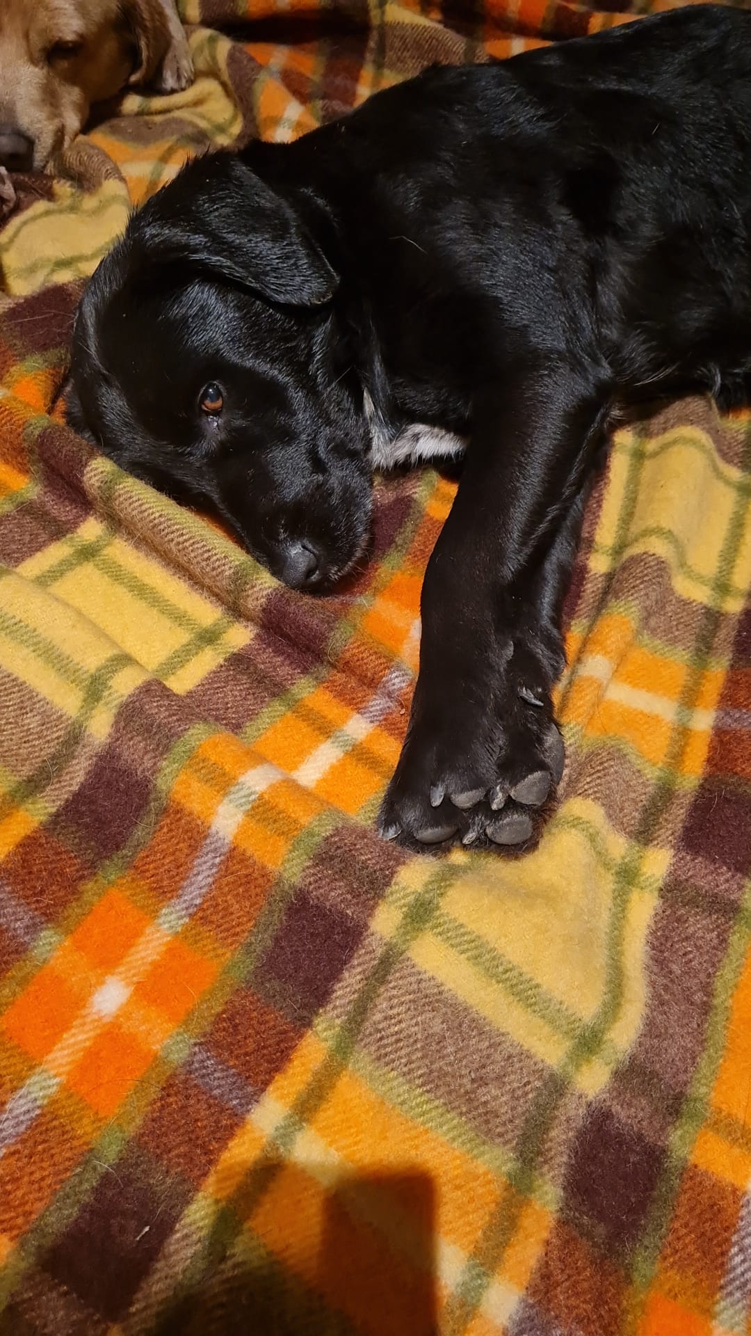 labrador