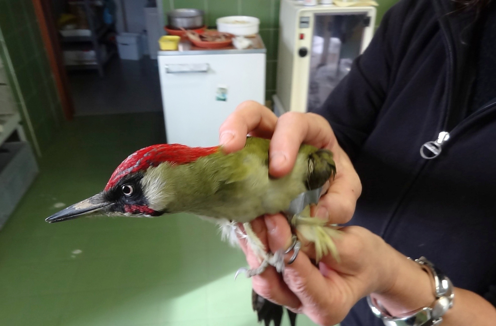 uccello
