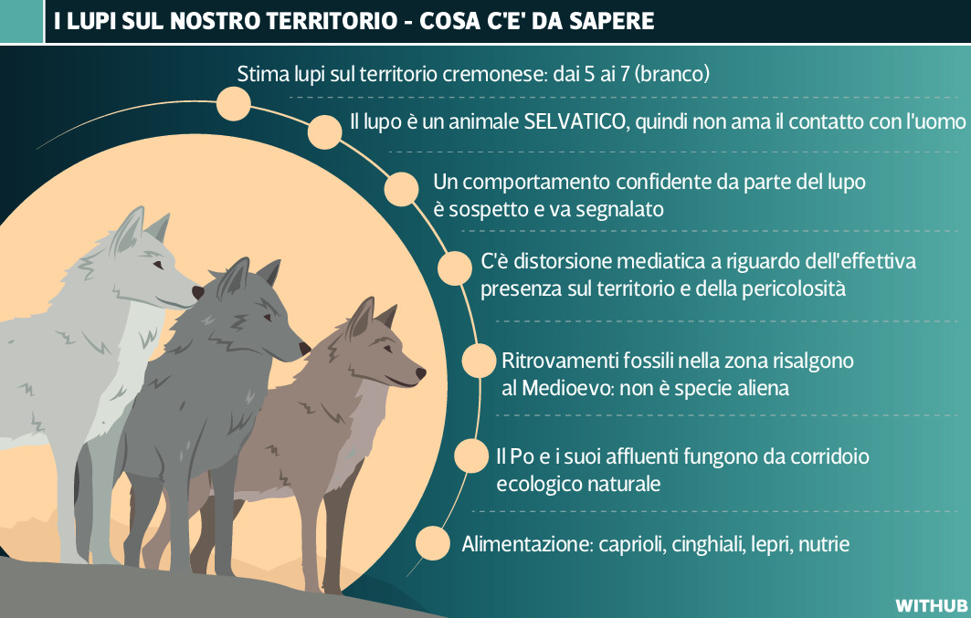 lupi