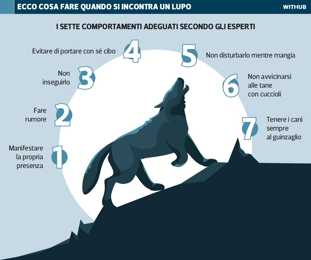 lupo