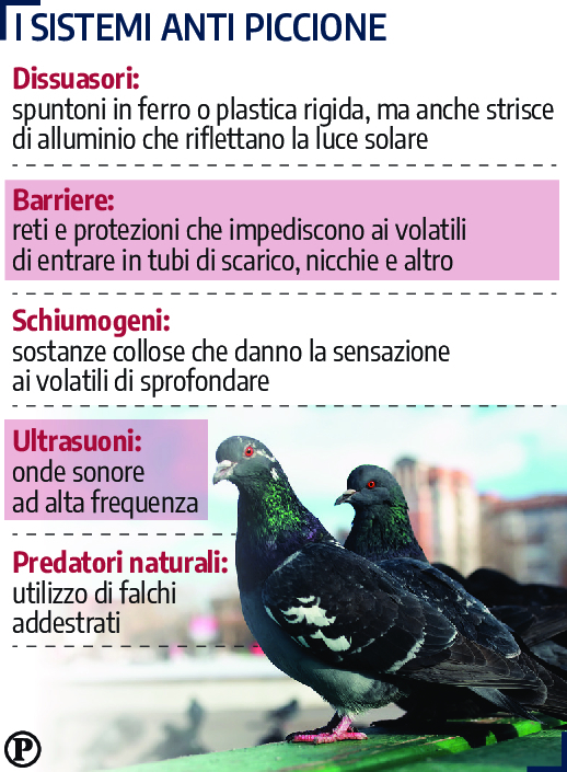 piccioni