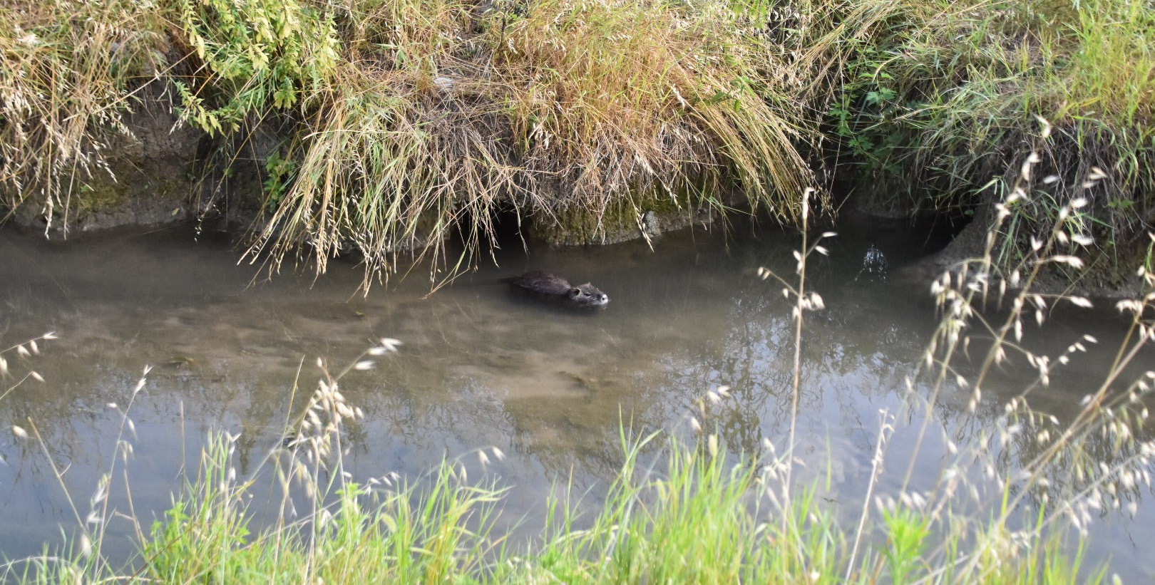 nutrie