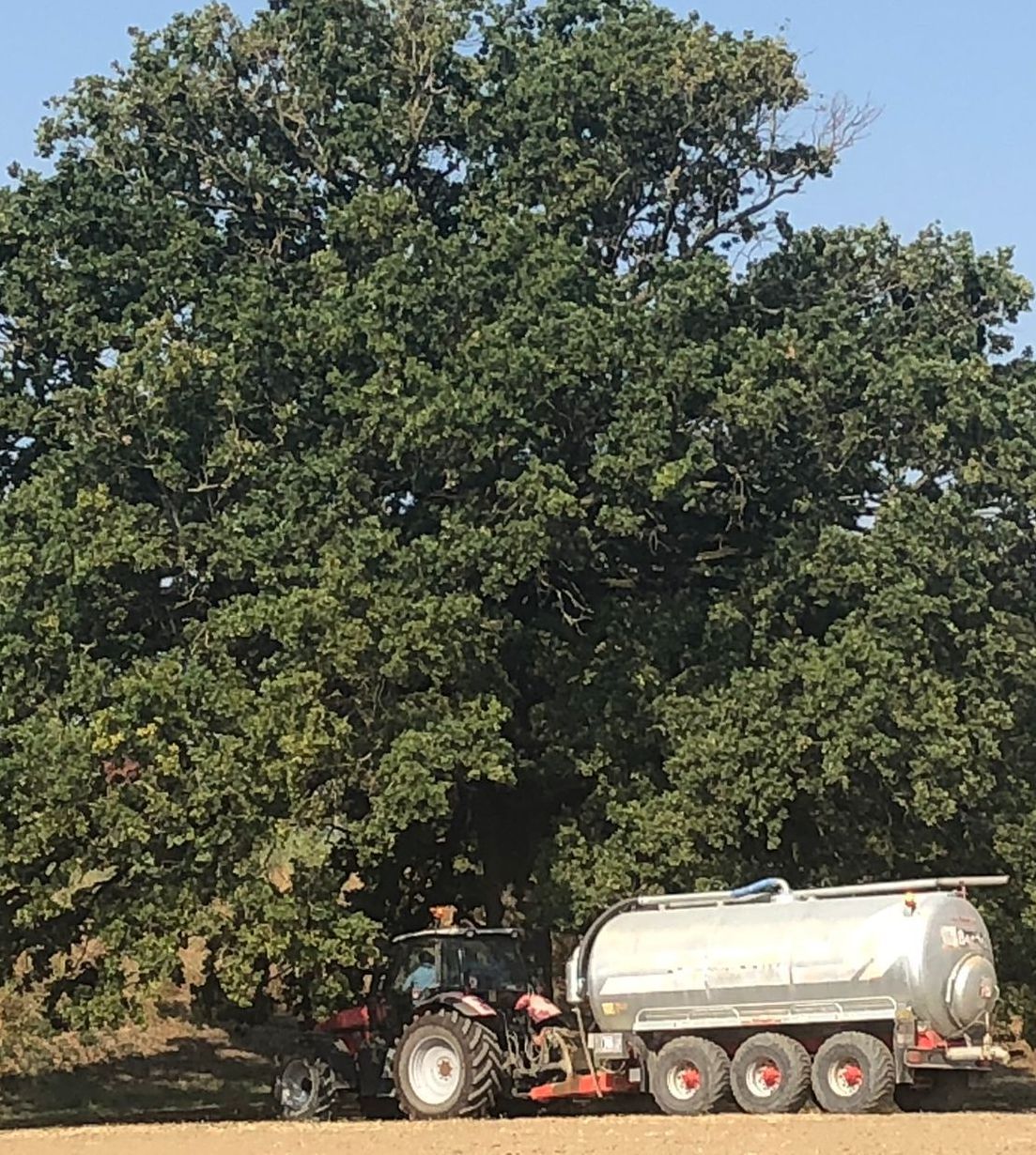 quercia