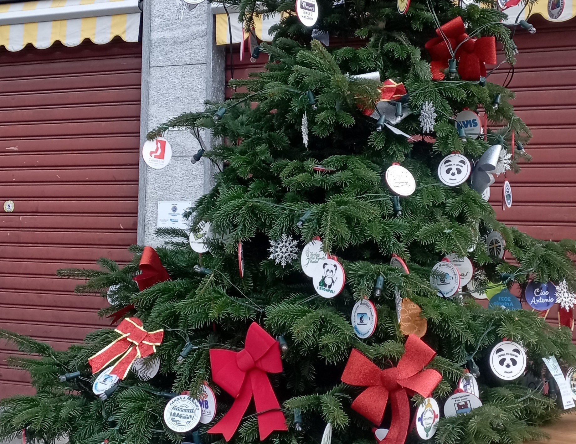 albero
