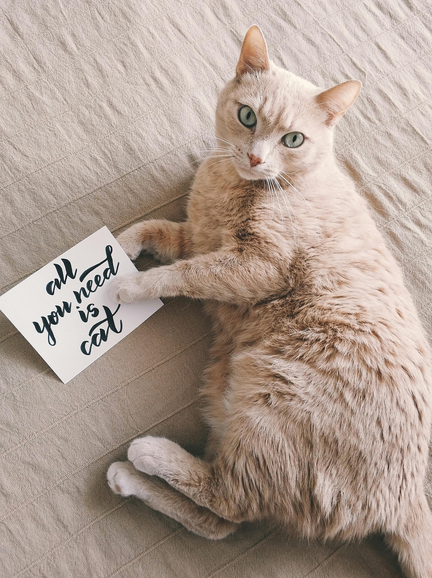 gatto