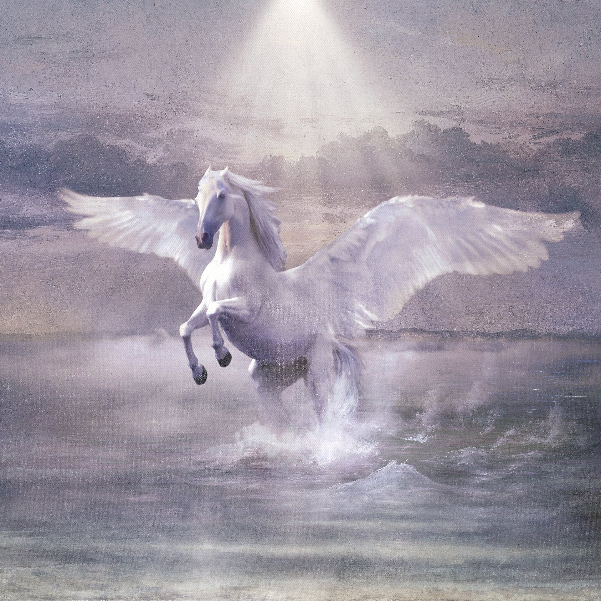 cavallo