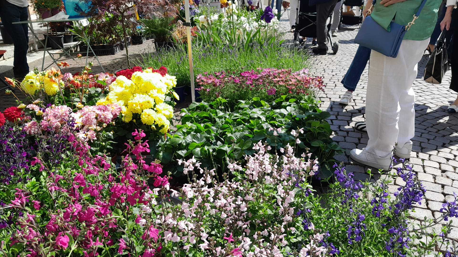 fiori
