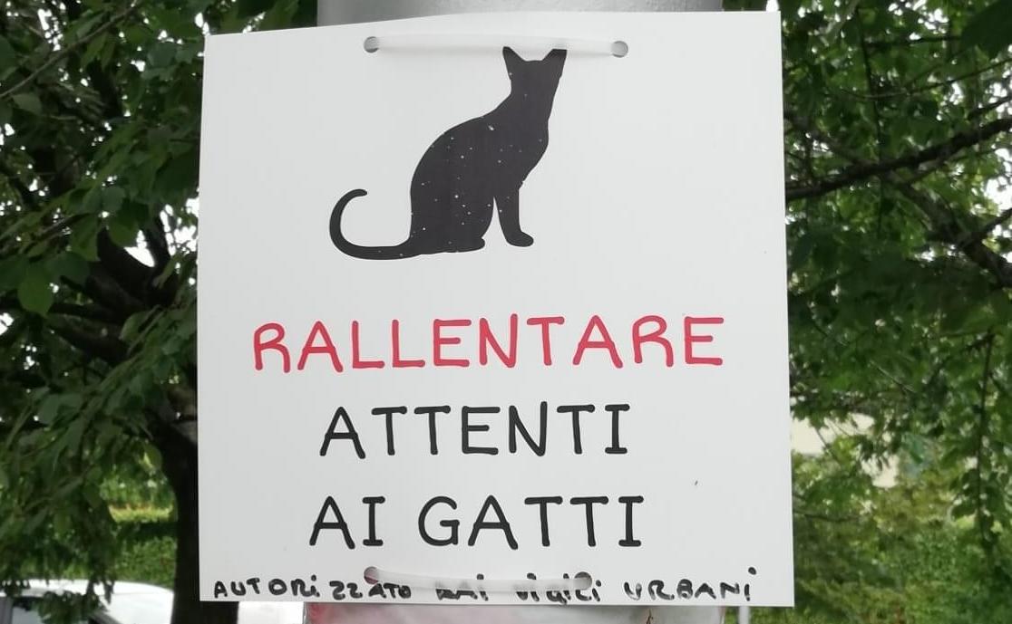 gatti