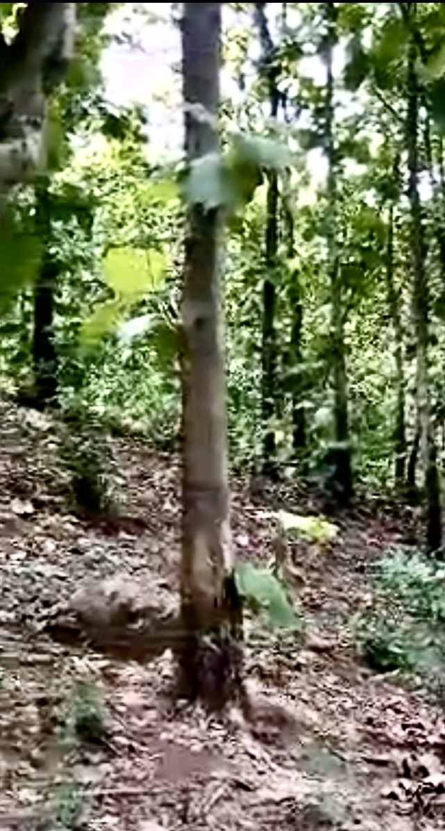 foresta